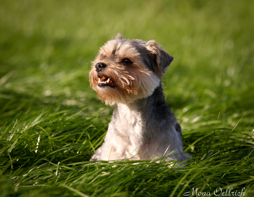 Otti (Bologneser, Yorkshire Terrier) Bologneser Yorkshire Terrier 